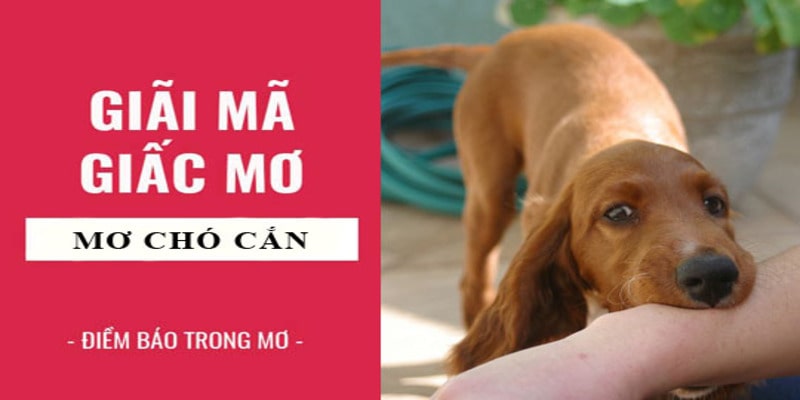 Ý nghĩa của giấc mơ con chó