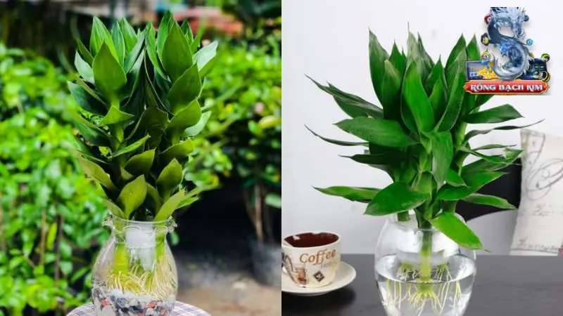 Số đẹp để đánh khi mơ cây nhiều lộc