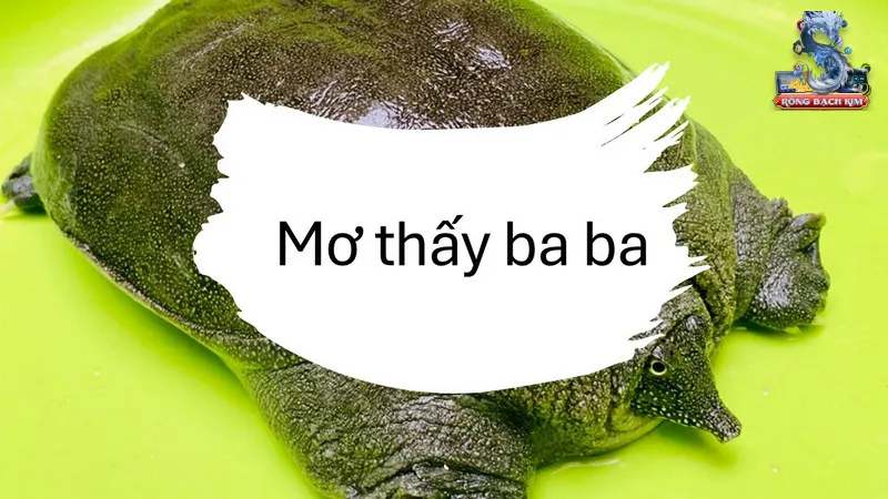 Con số may mắn v&agrave; điềm khi mơ thấy ba ba