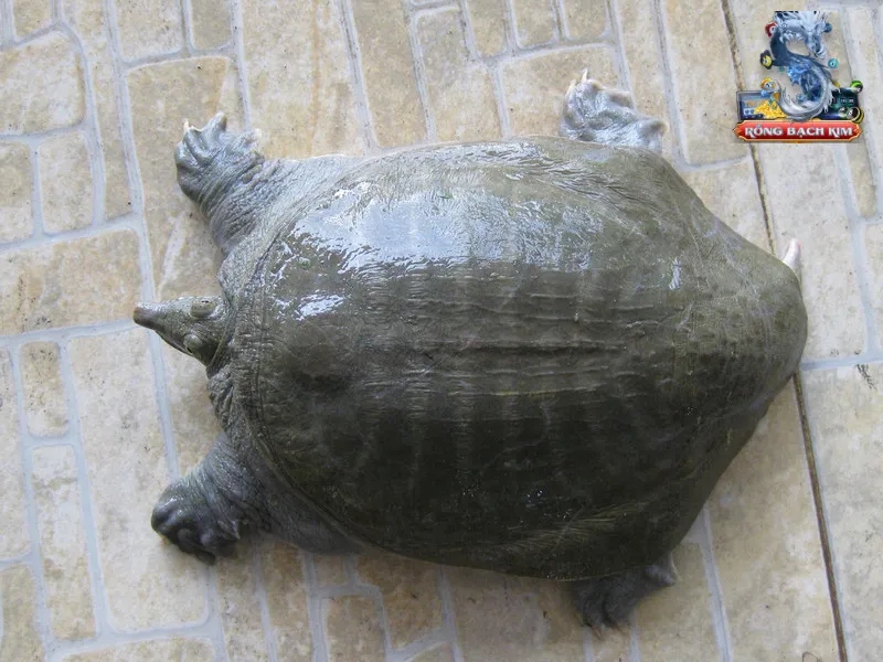 &Yacute; nghĩa khi mơ được ba ba ở t&igrave;nh huống kh&aacute;c nhau