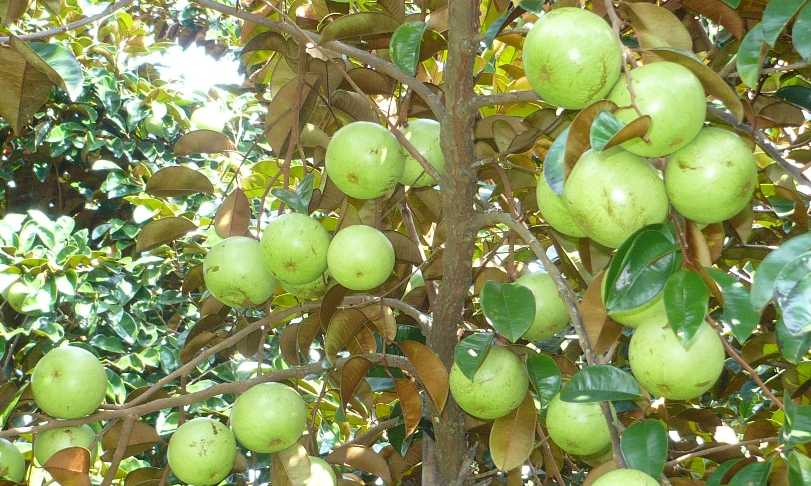 Giải mã giấc mơ thấy cây vú sữa