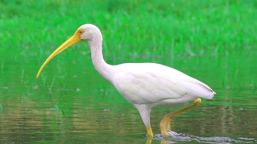 Ý nghĩa của giấc mơ thấy con cò