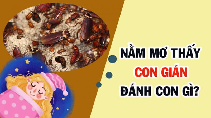 Mơ thấy con gián có ý nghĩa đặc biệt nào?