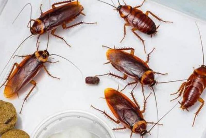 Nằm mơ thấy con gián cắn người
