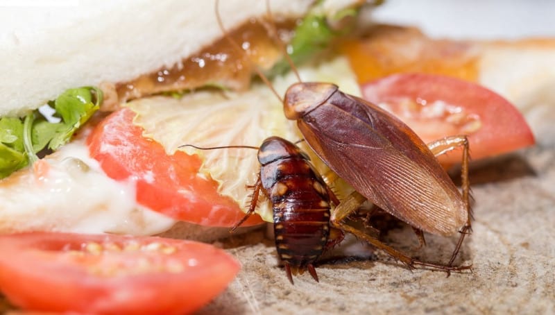 Nằm mơ thấy con gián thì đánh đề con gì?