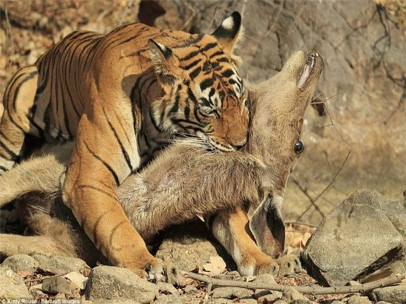Giải mã giấc mơ thấy hổ đuồi