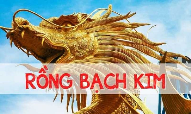Rồng bạch kim mn là gì