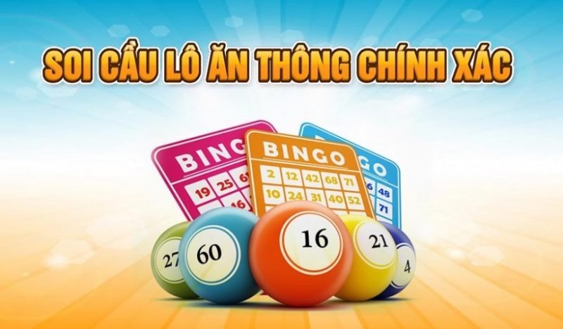 Soi cầu rồng bạch kim đặc biệt nuôi ở trong tuần