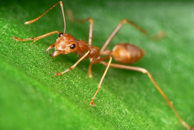 Gợi ý con số từ Mơ thấy kiến