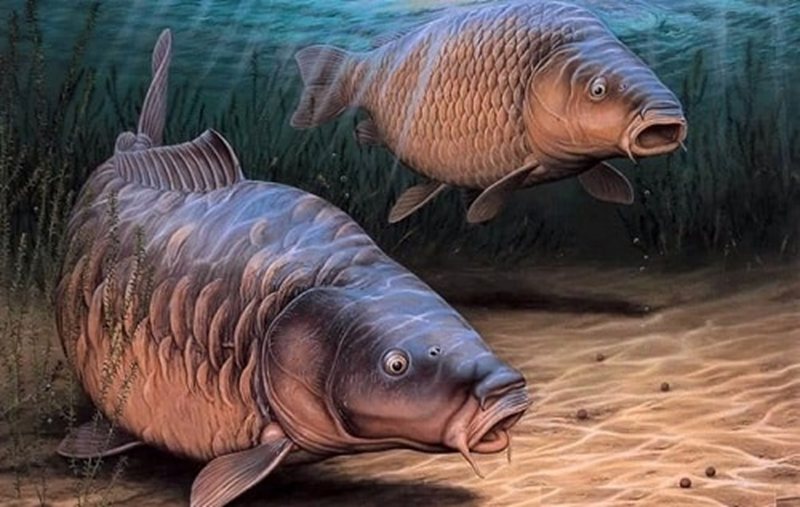 Mơ thấy c&aacute; hồi l&agrave; điềm g&igrave;?