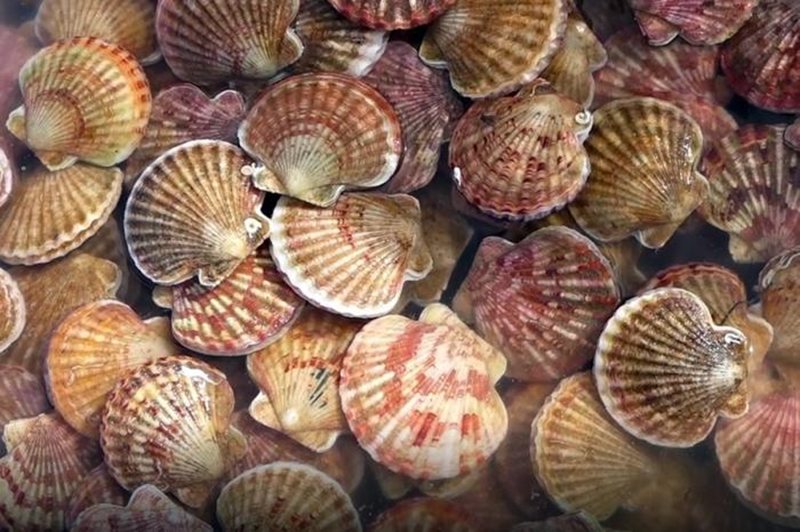 Mơ thấy s&ograve; điệp v&agrave; ba trục ch&iacute;nh: c&ocirc;ng việc &ndash; t&agrave;i lộc &ndash; t&igrave;nh cảm